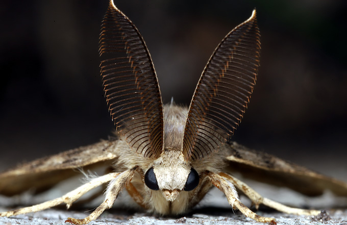 the moth Lymantria dispar, which has large tufted antenna, looking directly at the camera