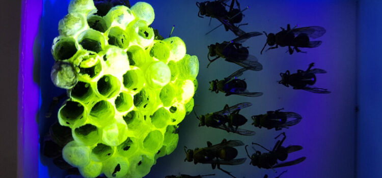 لانه های برخی از زنبورها در زیر نور ماوراء بنفش سبز می شوند
