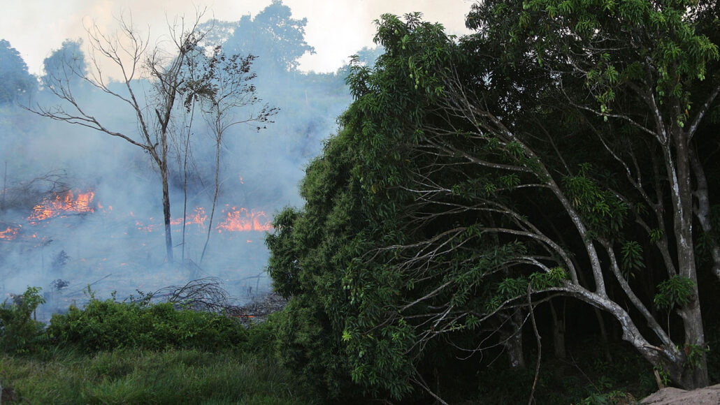 آتش سوزی ممکن است 85 درصد از گونه های تهدید آمازون را تحت تأثیر قرار داده باشد