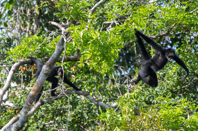 two white-cheeked spider monkeys swing from trees