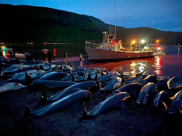1400 دلفین در جزایر فارو کشته شدند حتی حامیان شکار نیز ناراحت شدند.